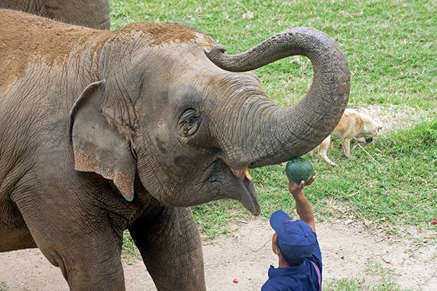 feeding elephants near chiang mai